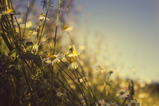 summer-836773_1920