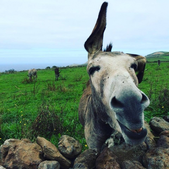Burro da Graciosa. Fotografia tirada por António Campos durante no âmbito do seu projeto Cónicas da Atlântida.
