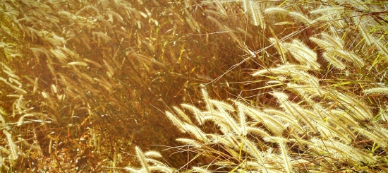 autumn-1551710_960_720