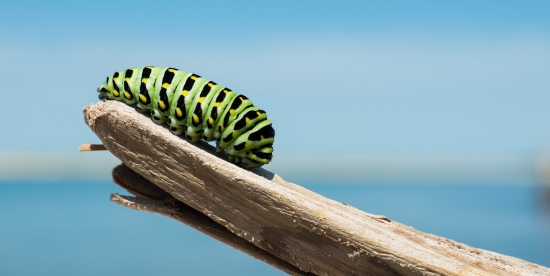 caterpillar-1209834_960_720