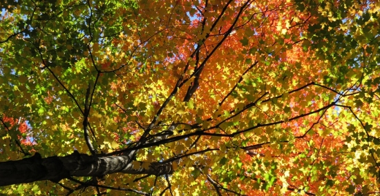 fall-1021535_960_720